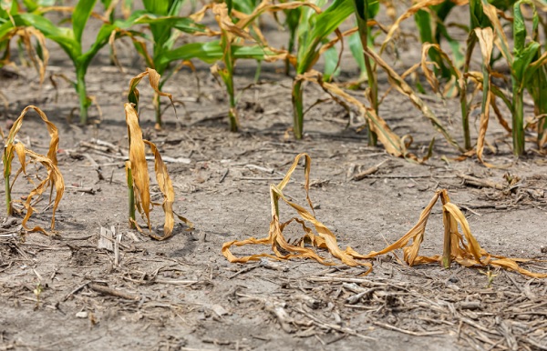 Foto - Uzman isim açıkladı! Acilen önlem alınmalı