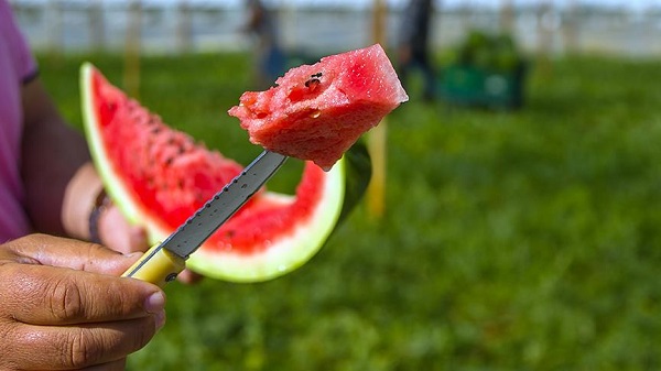 Uzman isim açıkladı! Bakın karpuz çekirdeği hangi hastalığa iyi geliyor