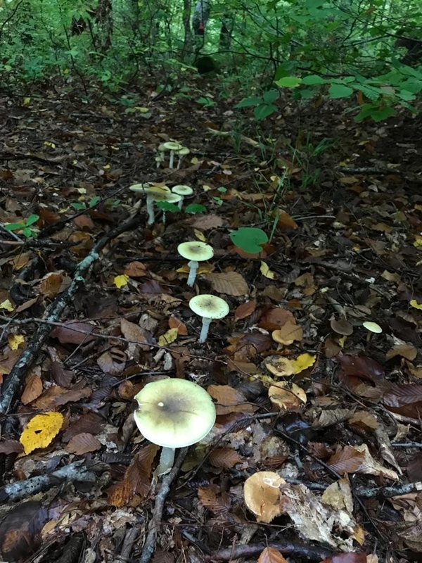 Foto - Uzman isim açıkladı... İşte Türkiye'de en çok zehirlenmeye yol açan mantar cinsi