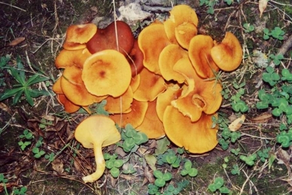 Foto - Uzman isim açıkladı... İşte Türkiye'de en çok zehirlenmeye yol açan mantar cinsi