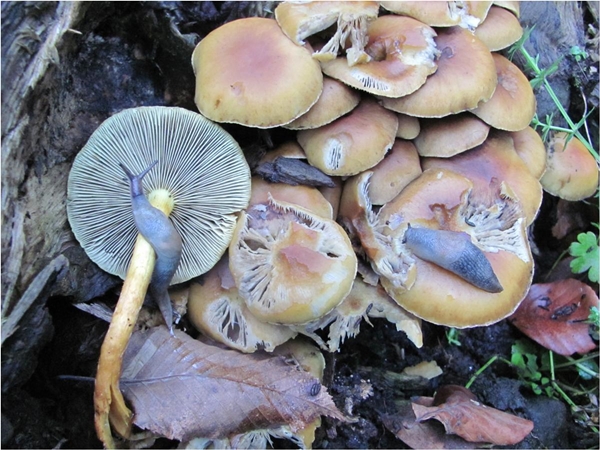 Foto - Uzman isim açıkladı... İşte Türkiye'de en çok zehirlenmeye yol açan mantar cinsi