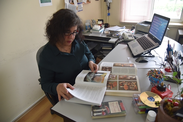 Foto - Uzman isim açıkladı... İşte Türkiye'de en çok zehirlenmeye yol açan mantar cinsi