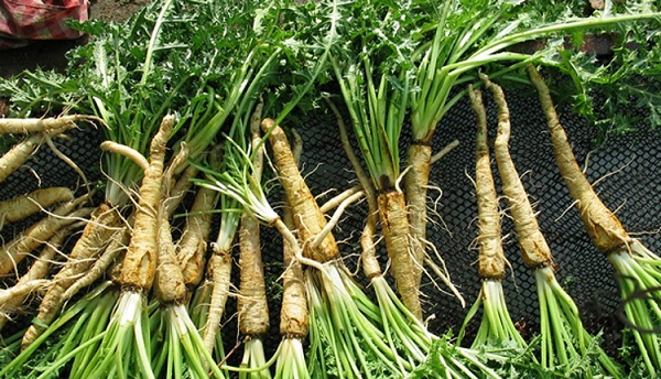 Foto - Uzman isim tek tek açıkladı! Bu bitki taş düşürmede birebir