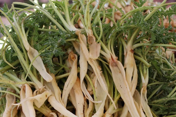 Foto - Uzman isim tek tek açıkladı! Bu bitki taş düşürmede birebir