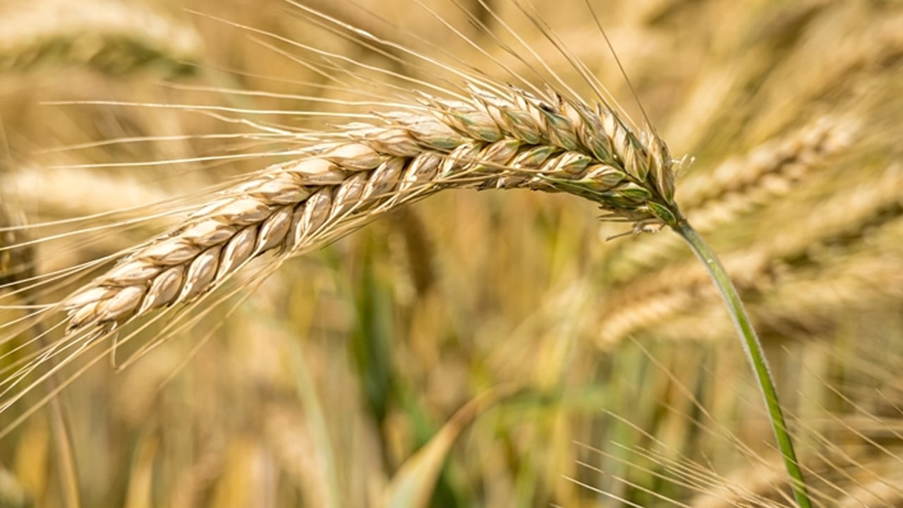  Bazı ürünler gelecekte su yetersizliği yüzünden verimi yüzde 40'a kadar düşürebilir! O isim uyardı