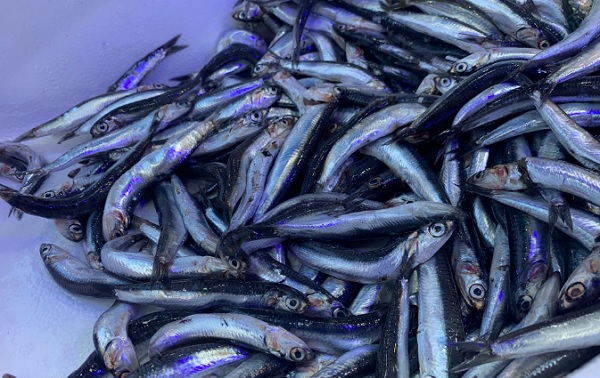 Foto - Uzman isim uyardı! Hamsiyi bekleyen tehlike