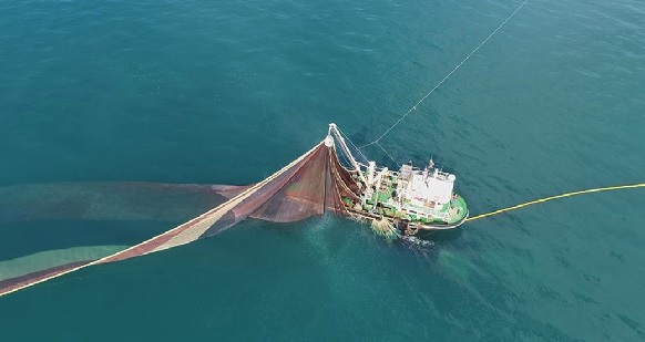 Foto - Uzman isim uyardı! Hamsiyi bekleyen tehlike