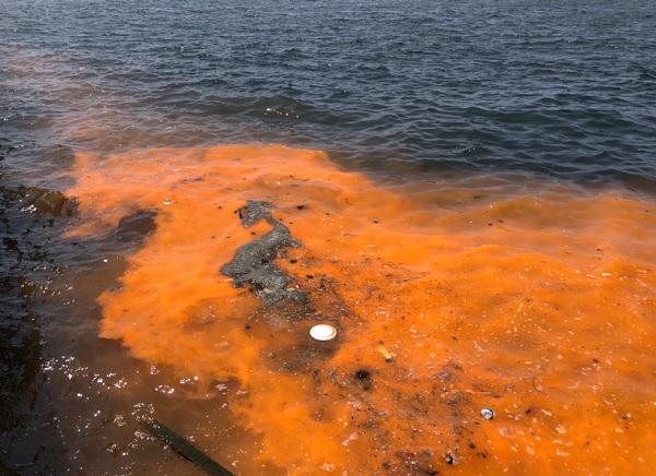 Foto - Uzman isimden açıklama geldi! İzmir Körfezi’nde neler oluyor?