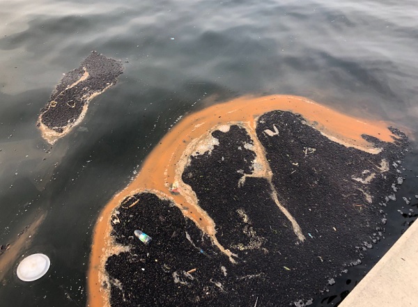 Foto - Uzman isimden açıklama geldi! İzmir Körfezi’nde neler oluyor?