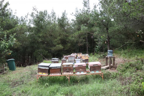 Foto - Uzman isimden açıklama! Pandemide yüzde 300 arttı