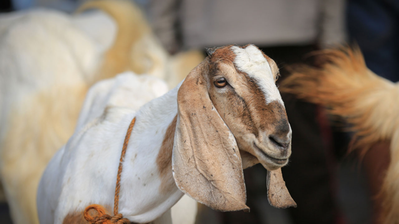 Foto - Uzman isimden ailelere önemli uyarı! Kurban bayramı çocuklara nasıl anlatılmalı?