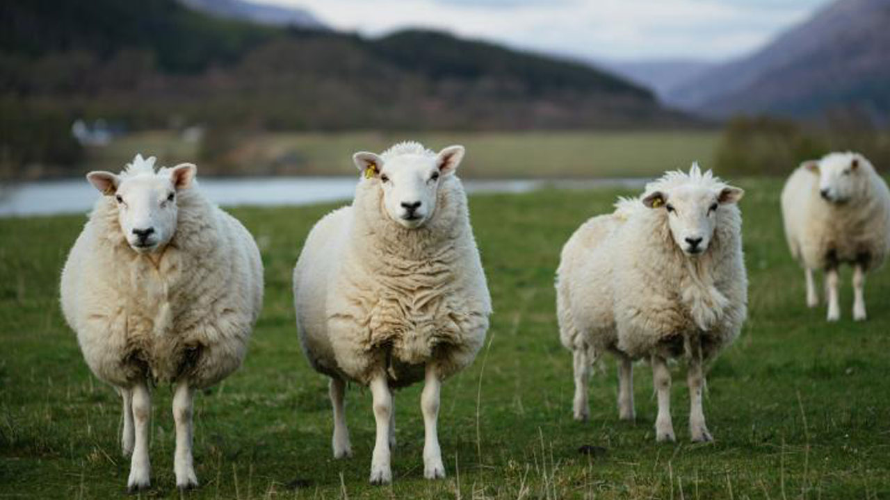 Foto - Uzman isimden ailelere önemli uyarı! Kurban bayramı çocuklara nasıl anlatılmalı?