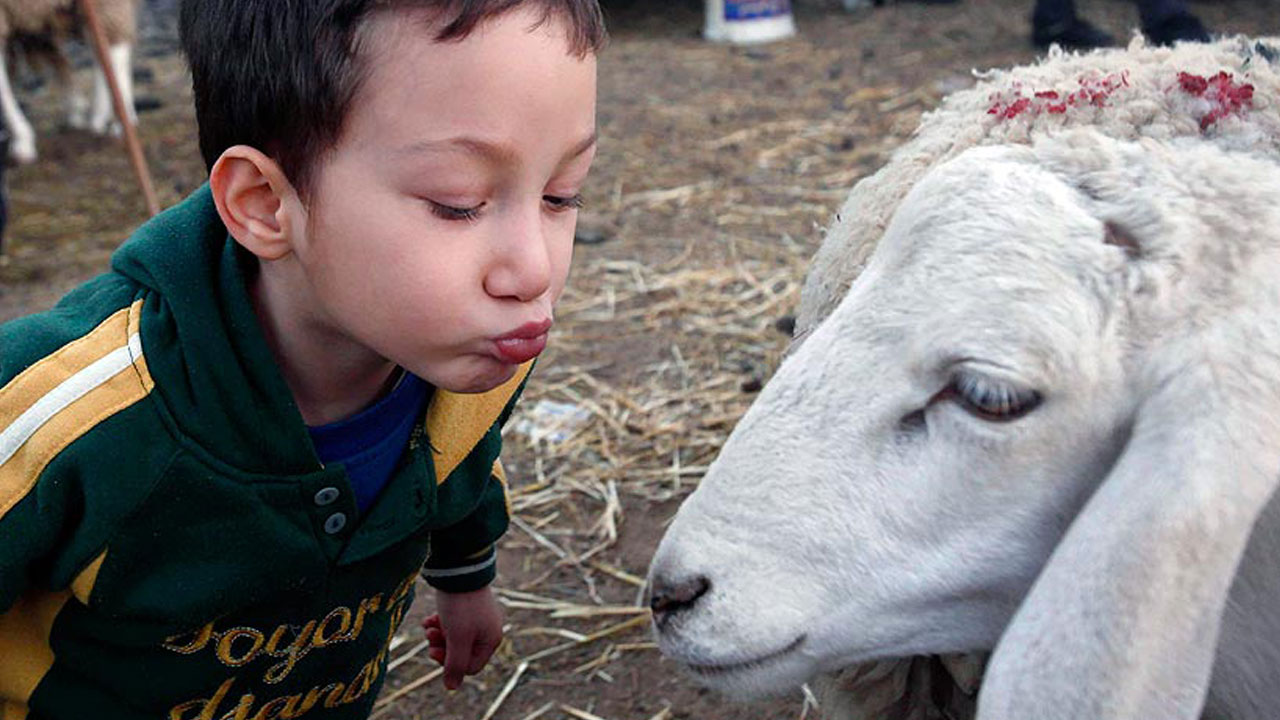 Foto - Uzman isimden ailelere önemli uyarı! Kurban bayramı çocuklara nasıl anlatılmalı?