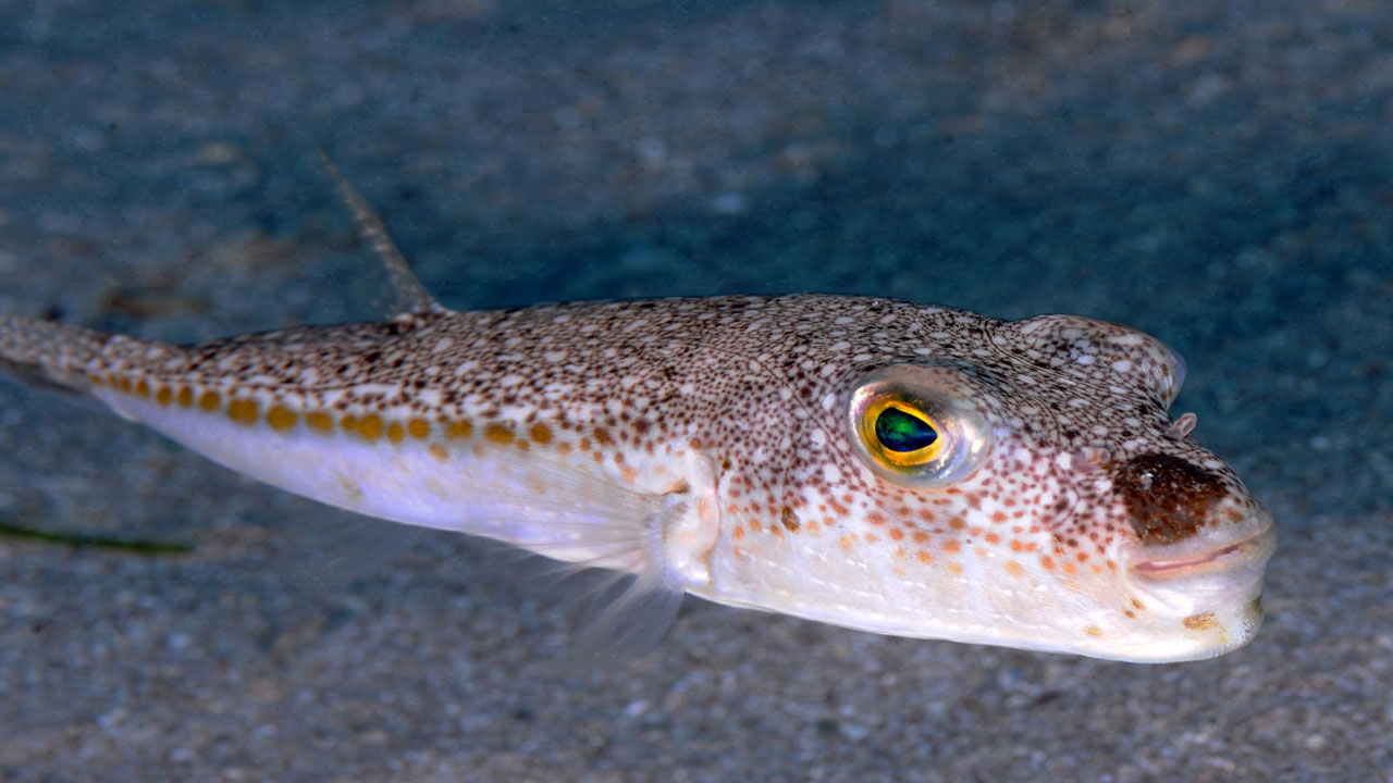 Foto - Uzman isimden korkutan açıklama! Balon balığı Karadeniz'e yayılır mı? 
