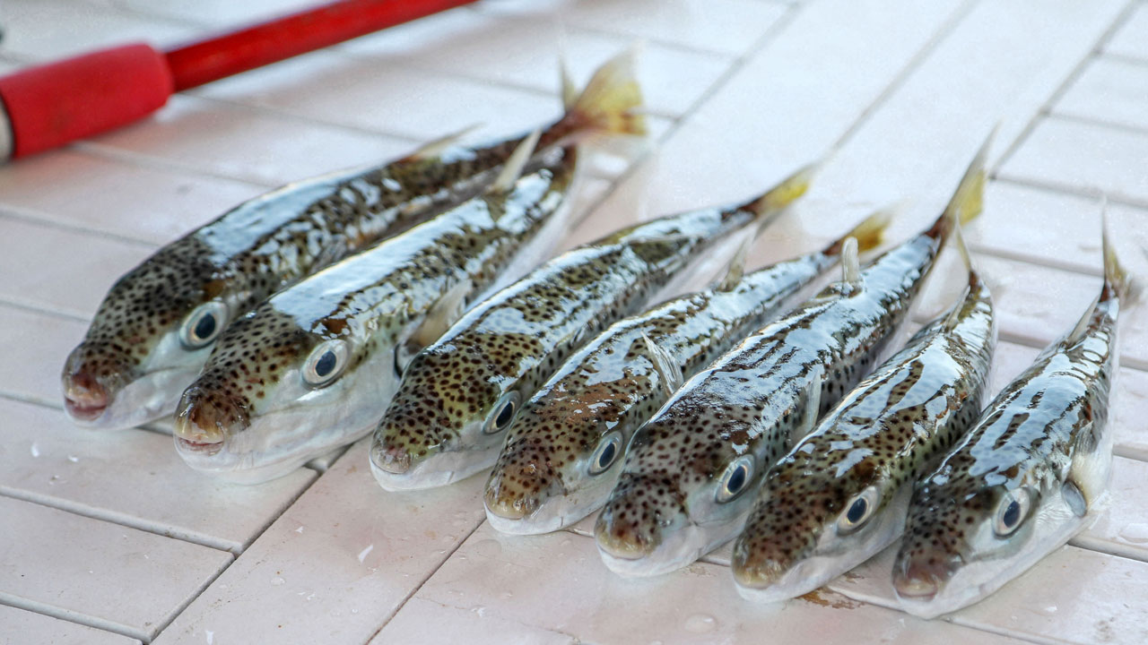 Foto - Uzman isimden korkutan açıklama! Balon balığı Karadeniz'e yayılır mı? 
