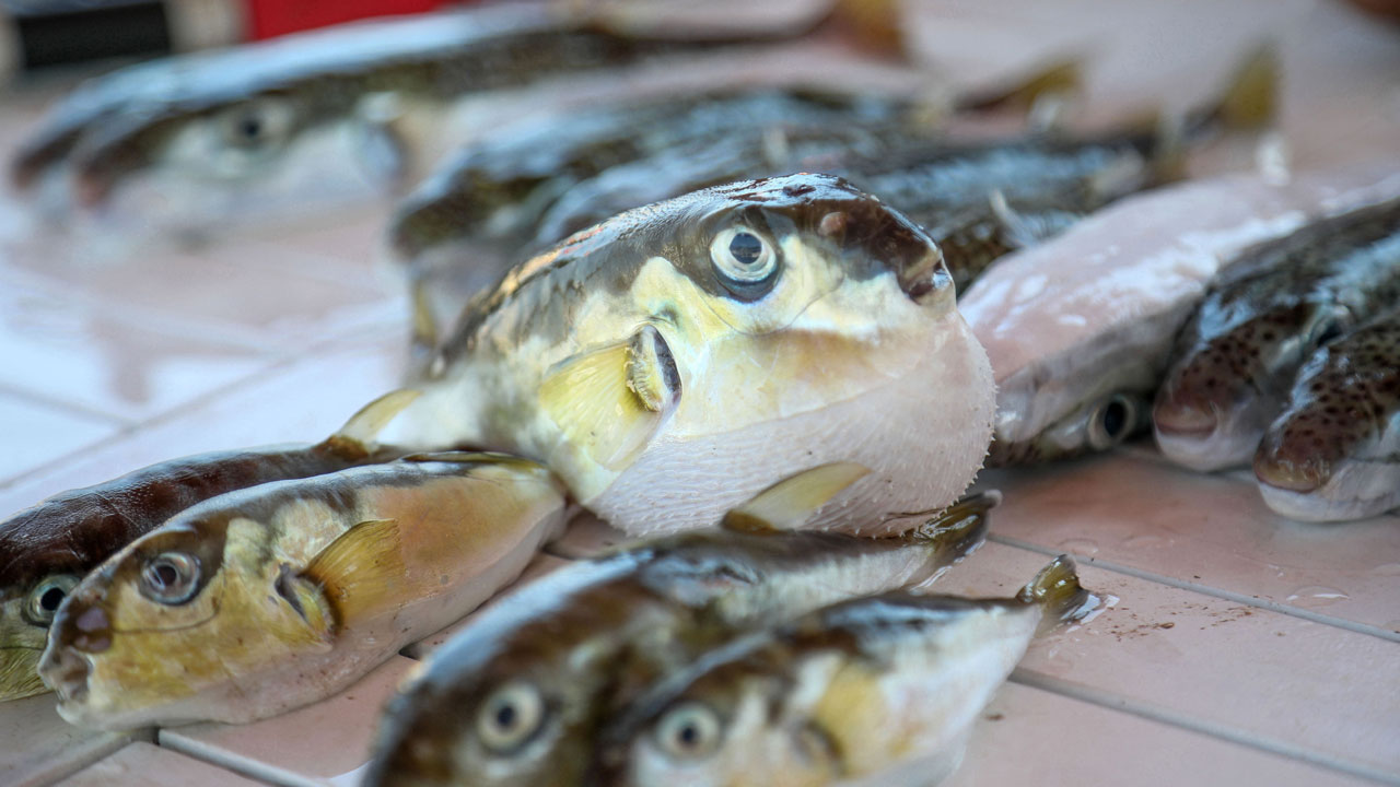 Foto - Uzman isimden korkutan açıklama! Balon balığı Karadeniz'e yayılır mı? 
