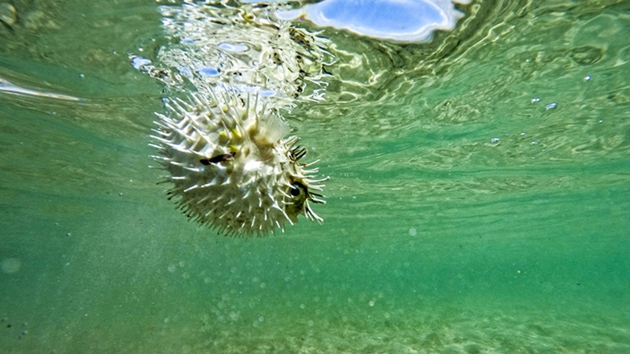 Uzman isimden korkutan açıklama! Balon balığı Karadeniz'e yayılır mı? 