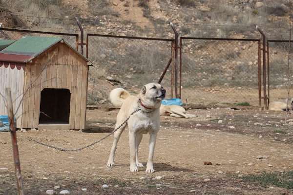 Uzman isimden korkutan açıklama! Sokak köpeklerinde kurt özellikleri görülmeye başladı