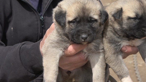 Foto - Uzman isimden korkutan açıklama! Sokak köpeklerinde kurt özellikleri görülmeye başladı