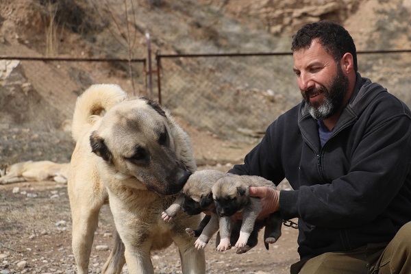Foto - Uzman isimden korkutan açıklama! Sokak köpeklerinde kurt özellikleri görülmeye başladı