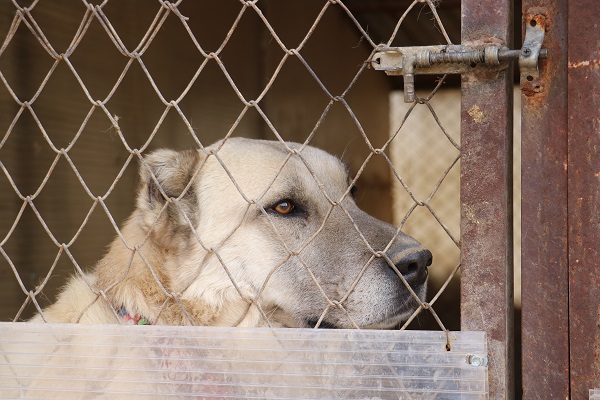 Foto - Uzman isimden korkutan açıklama! Sokak köpeklerinde kurt özellikleri görülmeye başladı