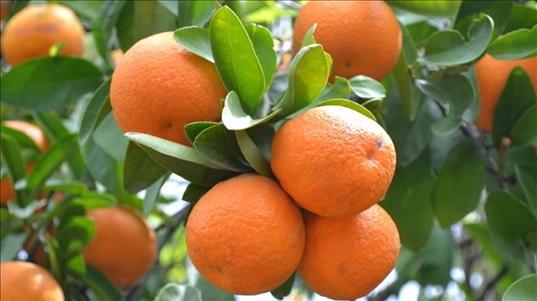 Foto - Uzman isimden önemli açıklama! İşte, kanserden koruyan o 8 besin