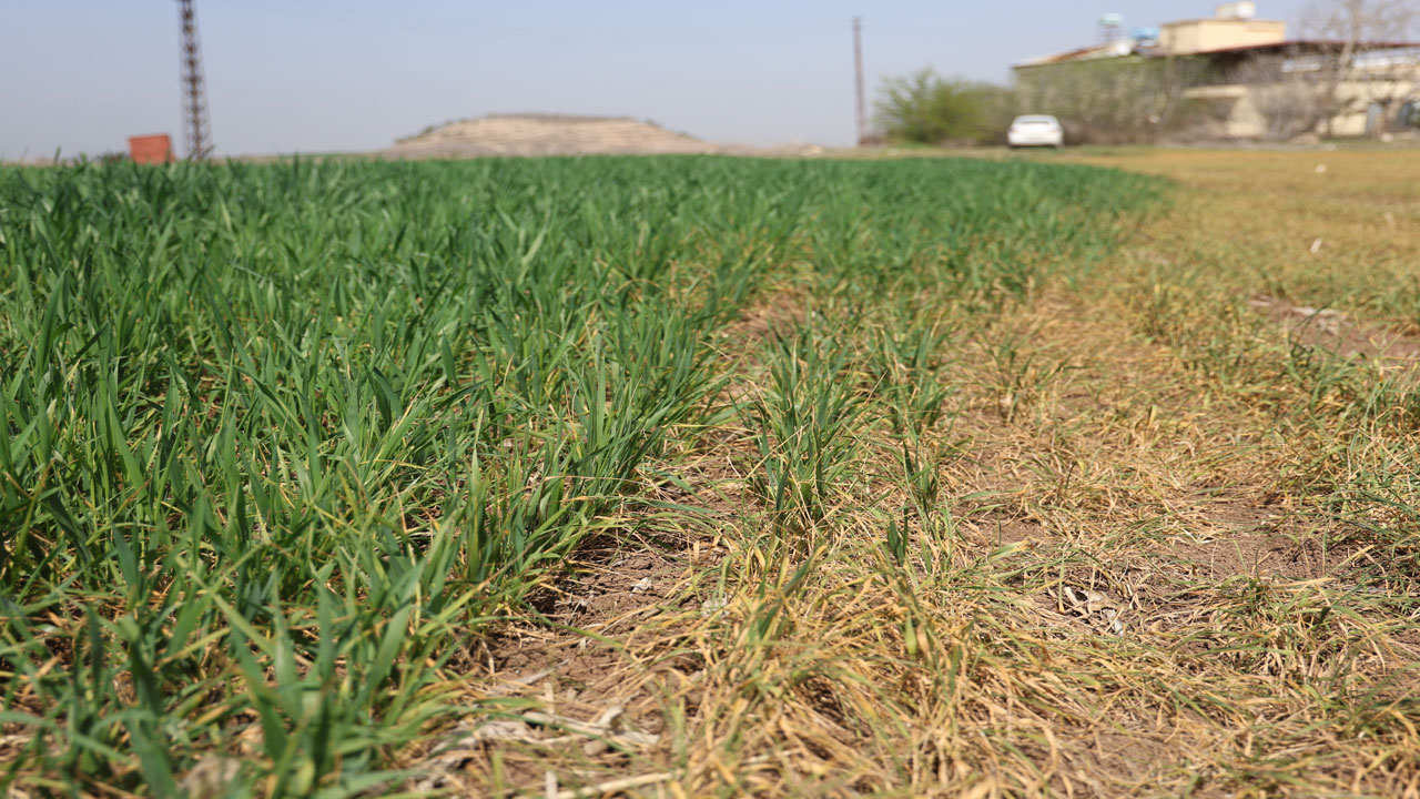 Foto - Uzman isimden önemli uyarı! Amik Ovası'nda endişe büyüyor