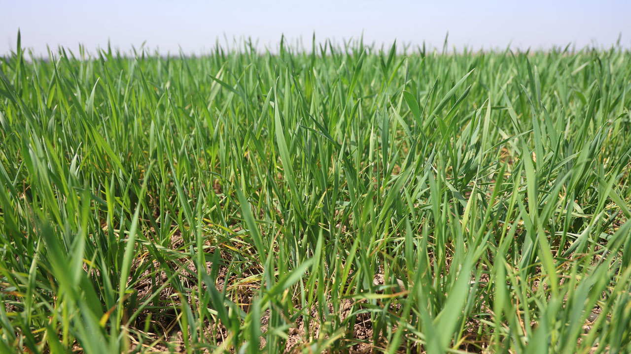 Foto - Uzman isimden önemli uyarı! Amik Ovası'nda endişe büyüyor