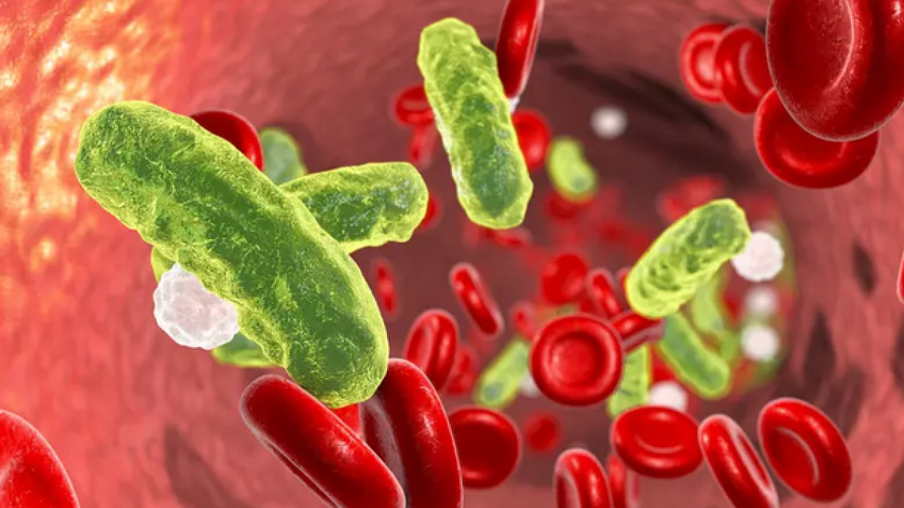 Foto - Uzman paylaştı: Sepsis her yıl 30 milyondan fazla insanı etkiliyor!