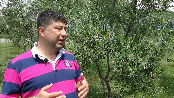 Foto - Uzmanı tek tek sıraladı! Zeytinyağı nasıl saklanır? 