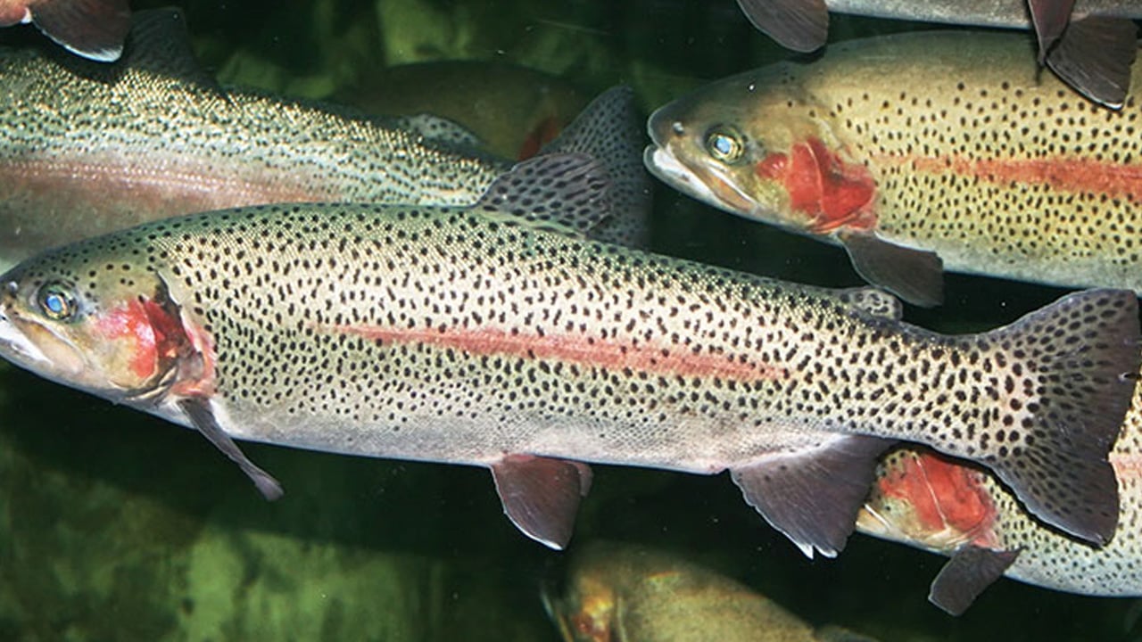 Uzmanından D Vitamini uyarısı! İşte en zengin 8 besin: Eksikliği neler neler yapıyor! Öyle bir sorun oluyor ki...