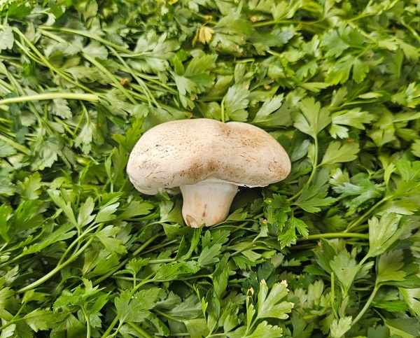 Foto - Uzmanından doğru mantar seçimi uyarısı