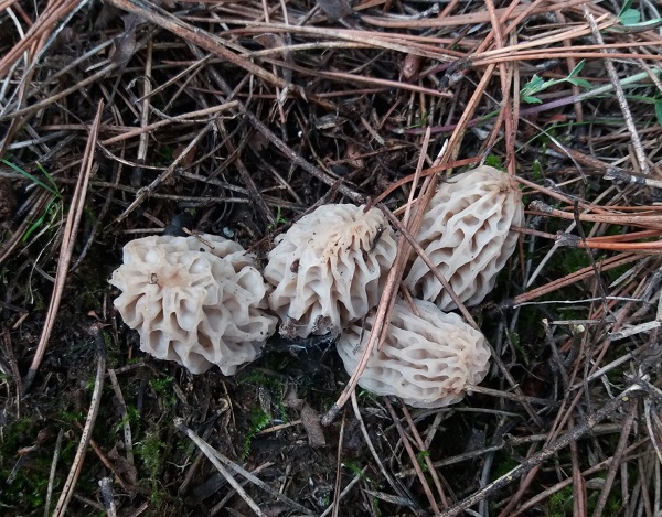 Foto - Uzmanından doğru mantar seçimi uyarısı