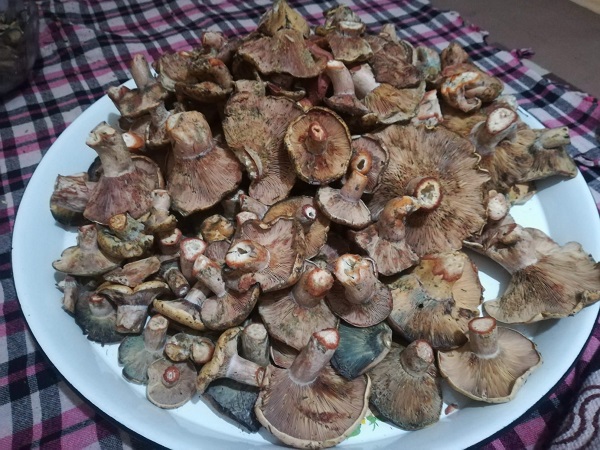 Foto - Uzmanından doğru mantar seçimi uyarısı