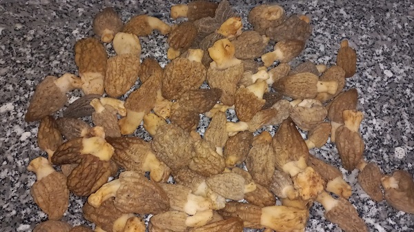 Uzmanından doğru mantar seçimi uyarısı