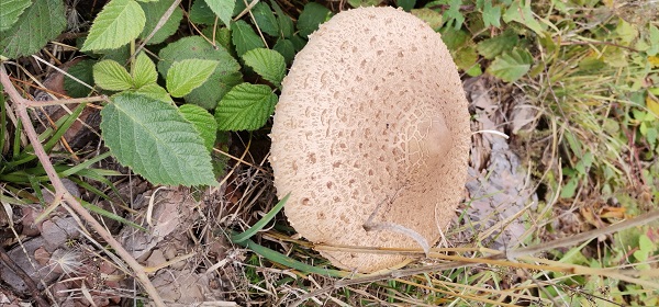Foto - Uzmanından doğru mantar seçimi uyarısı