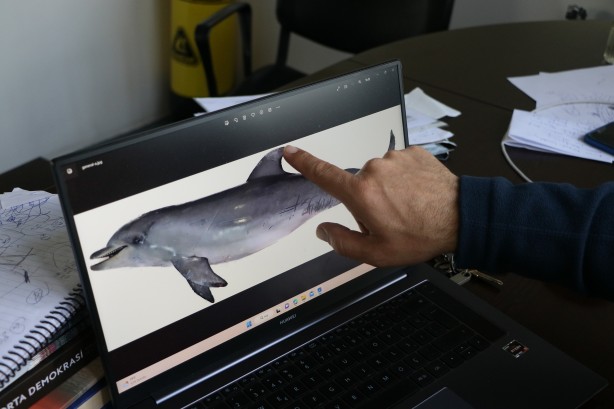 Uzmanından korkutan uyarı: 'Yunus balıkları, önlem alınmazsa...'