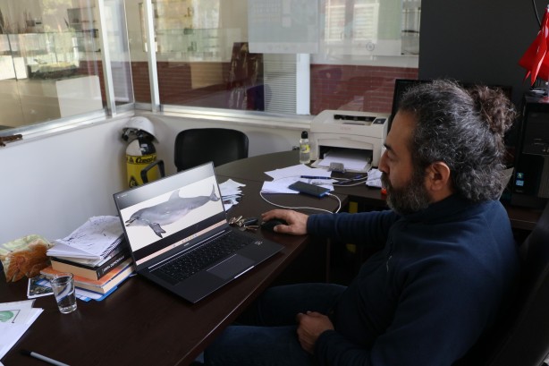 Foto - Uzmanından korkutan uyarı: 'Yunus balıkları, önlem alınmazsa...'