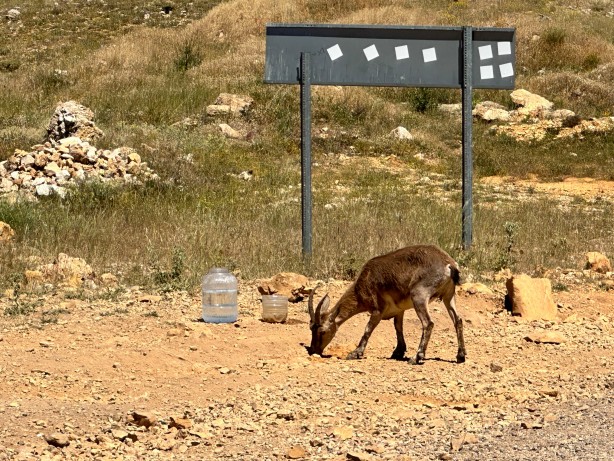 Foto - Uzmanından 'ölümcül' uyarı! Yaşamları ciddi anlamda tehlikede