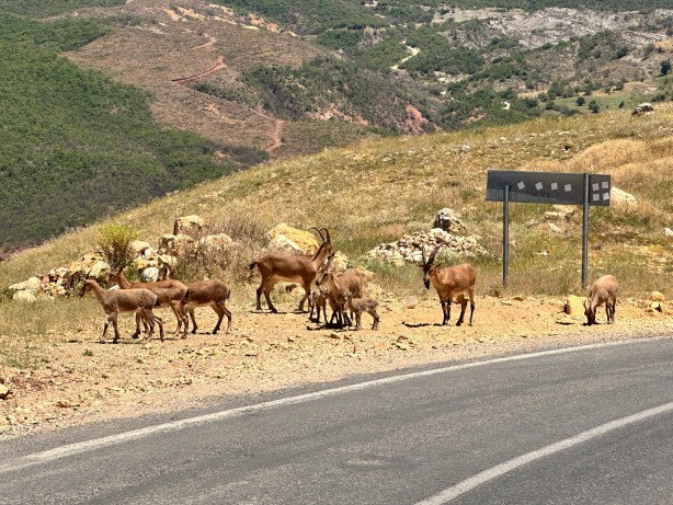 Foto - Uzmanından 'ölümcül' uyarı! Yaşamları ciddi anlamda tehlikede