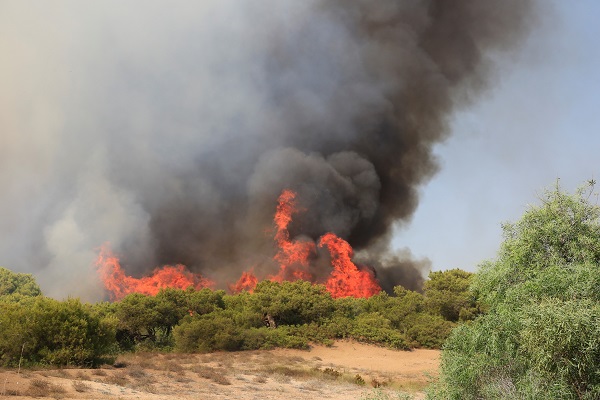 Foto - Uzmanından önemli tavsiye! Orman yangınları bu yöntemle engellenebilir