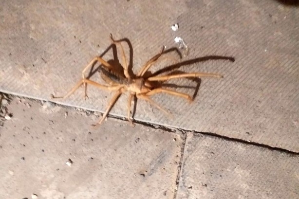 Foto - Uzmanından sarıkız örümceğine ilişkin kritik uyarı!