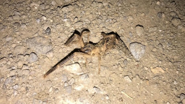 Foto - Uzmanından sarıkız örümceğine ilişkin kritik uyarı!