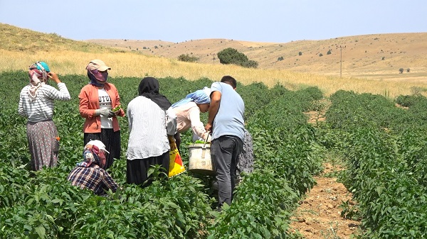 Foto - Uzmanından tarım işçilerine uyarı