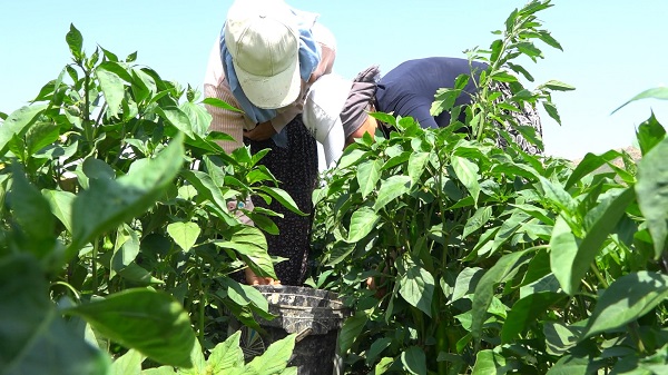 Foto - Uzmanından tarım işçilerine uyarı