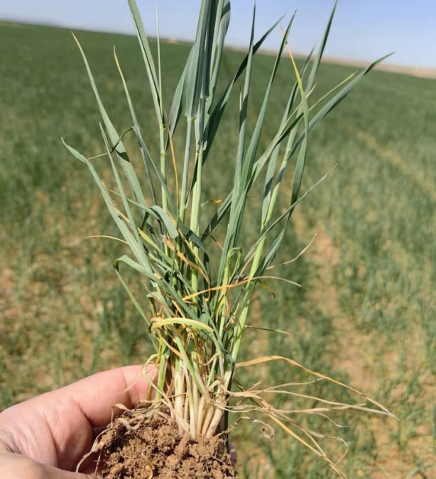 Foto - Uzmanından yağış uyarısı! 10-15 gün içerisinde yağış almazsa yandık