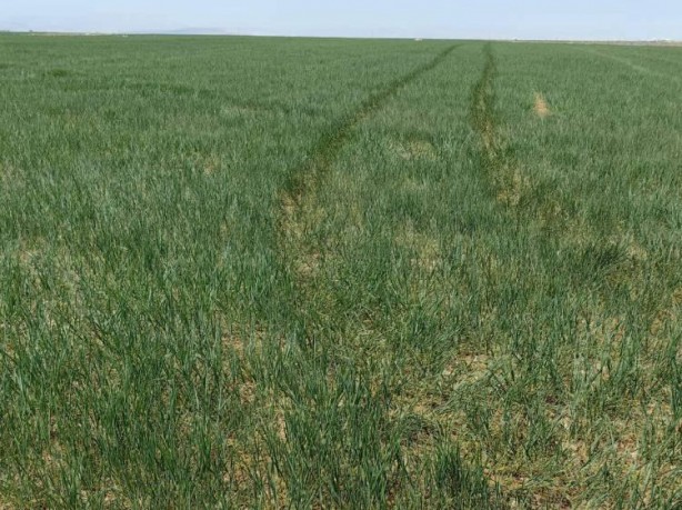 Foto - Uzmanından yağış uyarısı! 10-15 gün içerisinde yağış almazsa yandık