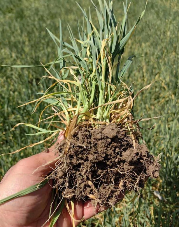 Uzmanından yağış uyarısı! 10-15 gün içerisinde yağış almazsa yandık