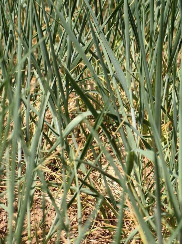 Foto - Uzmanından yağış uyarısı! 10-15 gün içerisinde yağış almazsa yandık