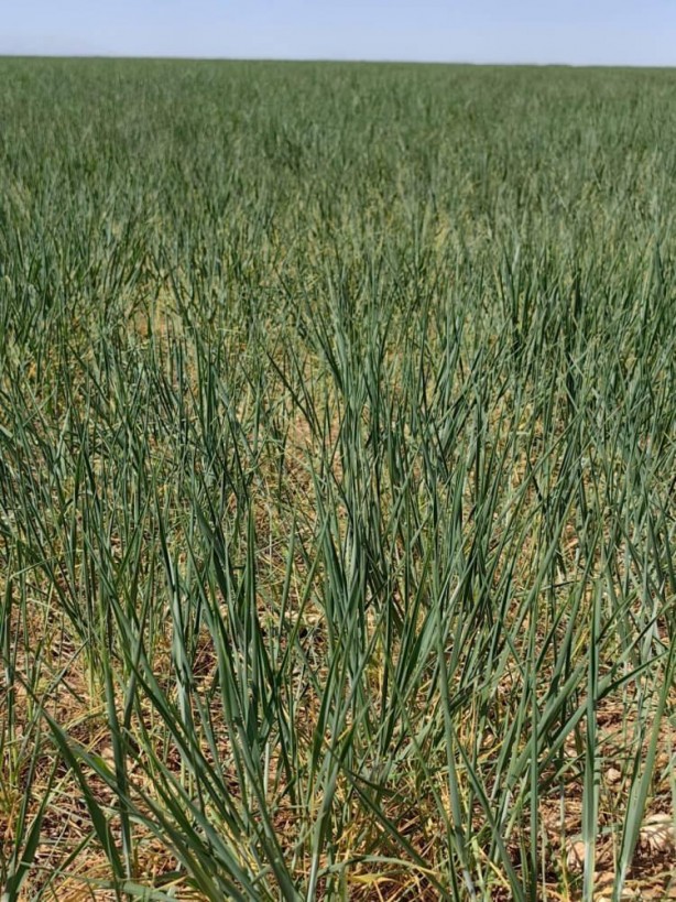 Foto - Uzmanından yağış uyarısı! 10-15 gün içerisinde yağış almazsa yandık